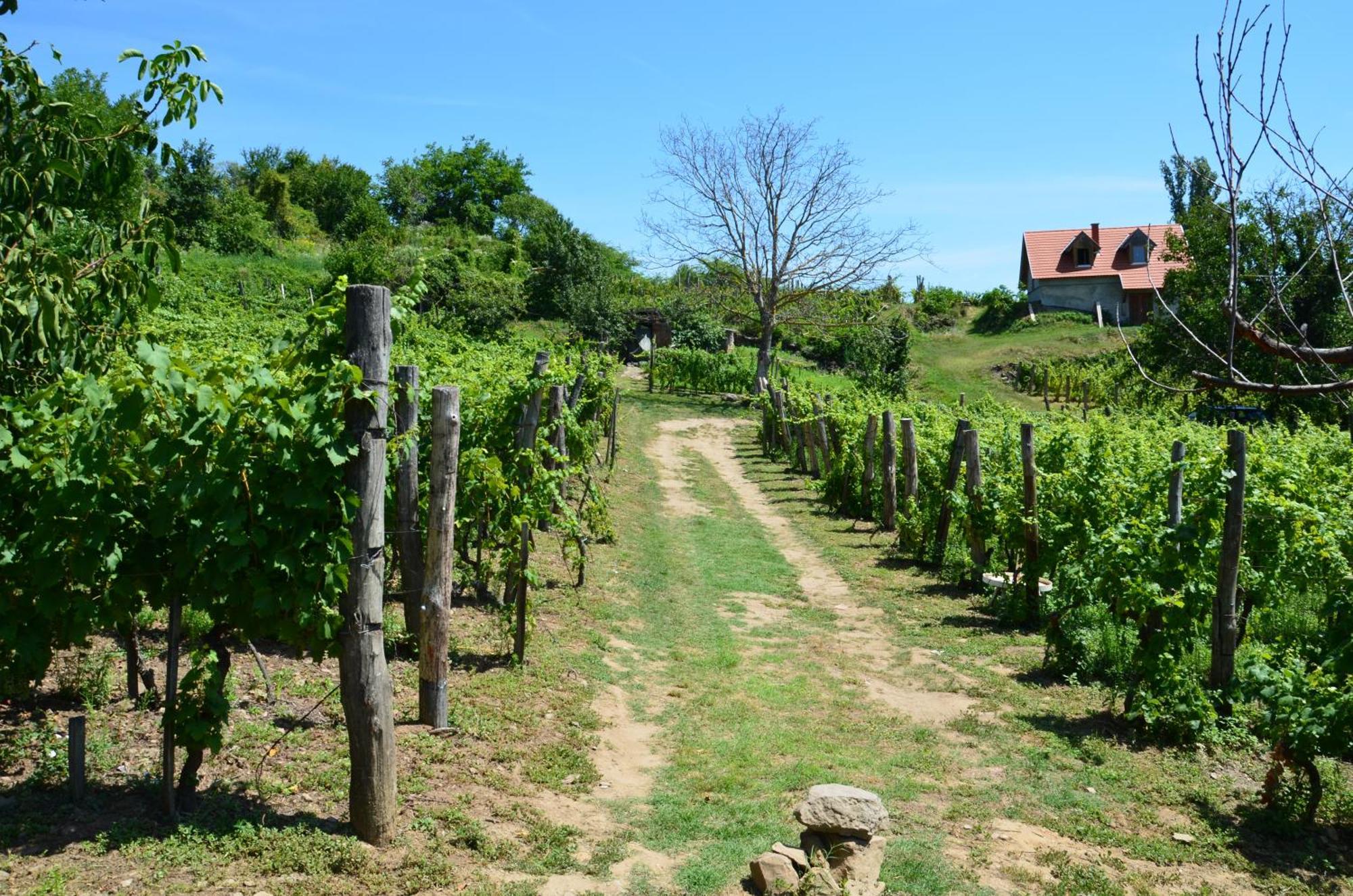 Grand Cru 3. Vendeghaz Villa Hegymagas ภายนอก รูปภาพ